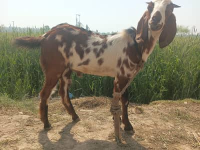 bakra ha male 13 sa 14 kilo Ghost ho ga