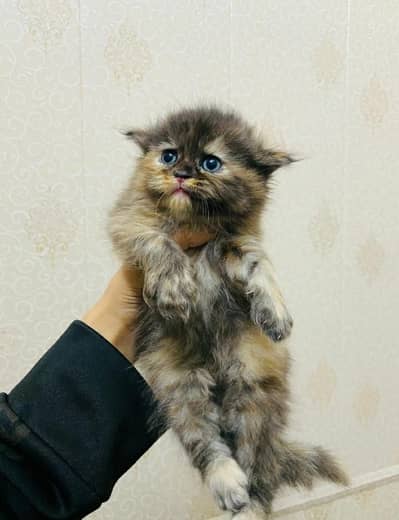 Persian kittens for sale