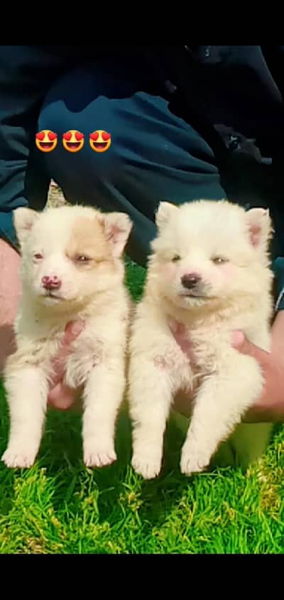 Rassian papi pair  for sale age 2  month