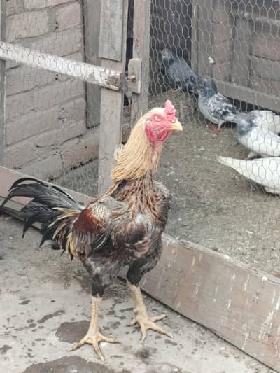 pakstani or Thai cross