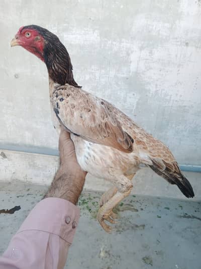 Shamo madi 03452154178