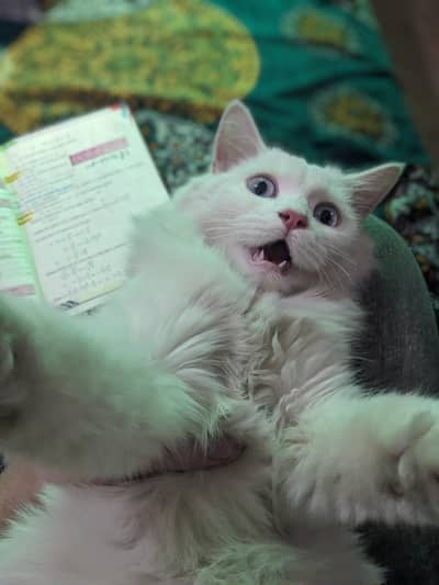 A beautiful white Persian cat with fluffy coat along with the accessor