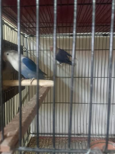 Love bird breeder pair for sale