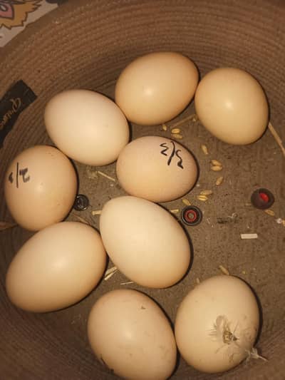 Desi fertile eggs