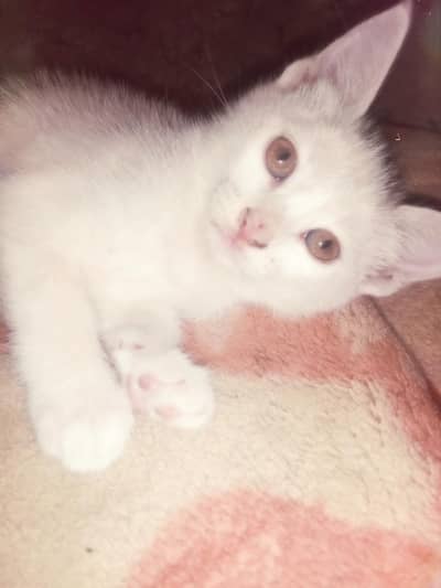 Cute Persian Kitten for Sale – Potty Trained
