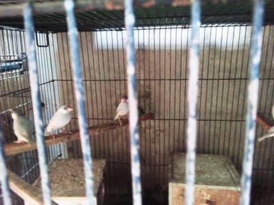 per piece 500 All ok good health and good flying  03044738483