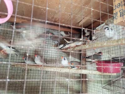 per piece 500 All ok good health and good flying  03044738483