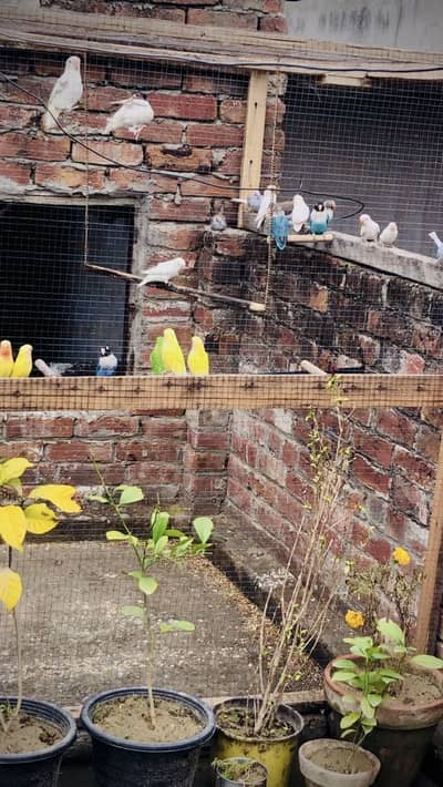 Love birds beautiful and breeder pair ready for new home 0336 4760020