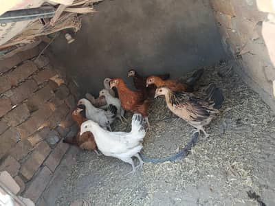 Golden Misri chicks female