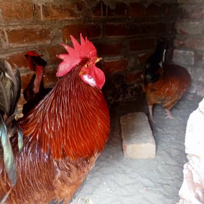 2 Murgha one Murghi For sale