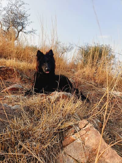 GSD Dog for Sale (Black)