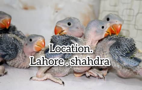 raw parrots chicks  in  Lahore | Raw parrots | Chicks | Parrots