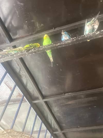 Budgies available for sale