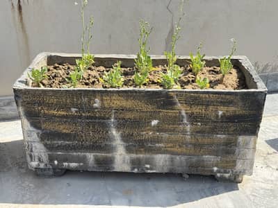 Kayari for plants with mud