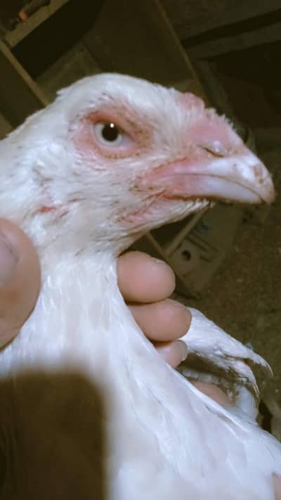 herra aseel quality female for sale