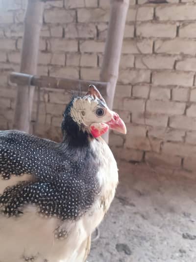 Guinea fowl pair 5k + lasani Madi  6k