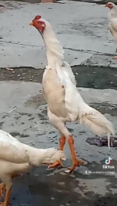 White King O Shamo  Pair