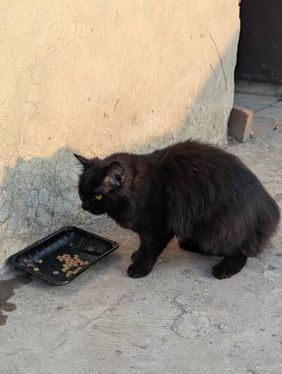 Black persian male