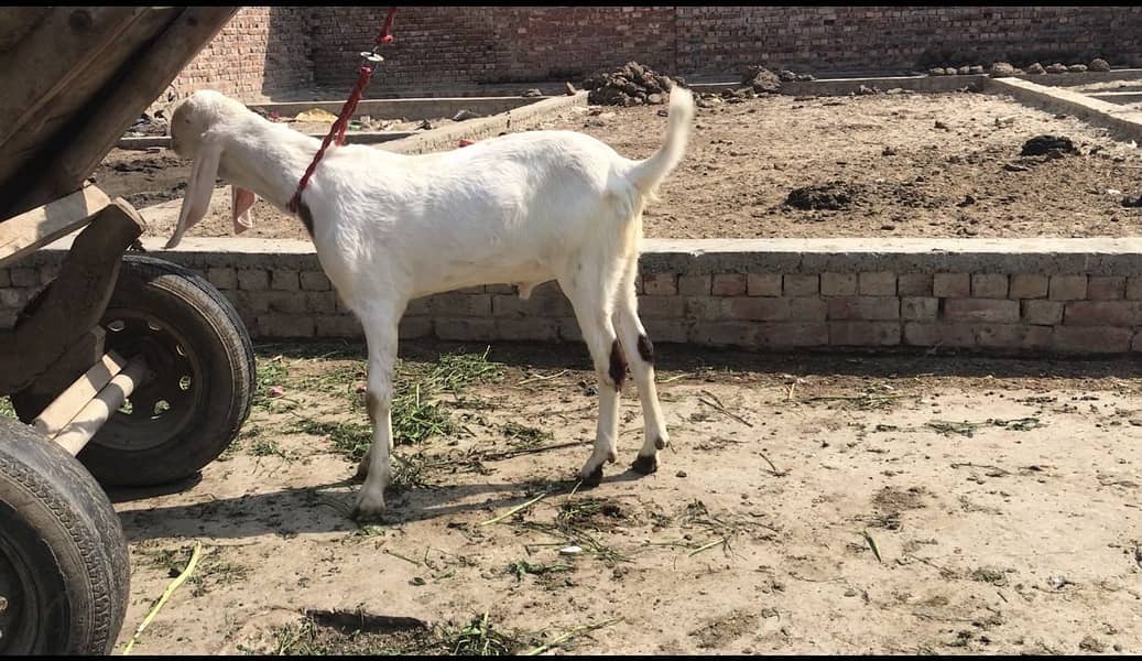 Rajanpuri bakra 0