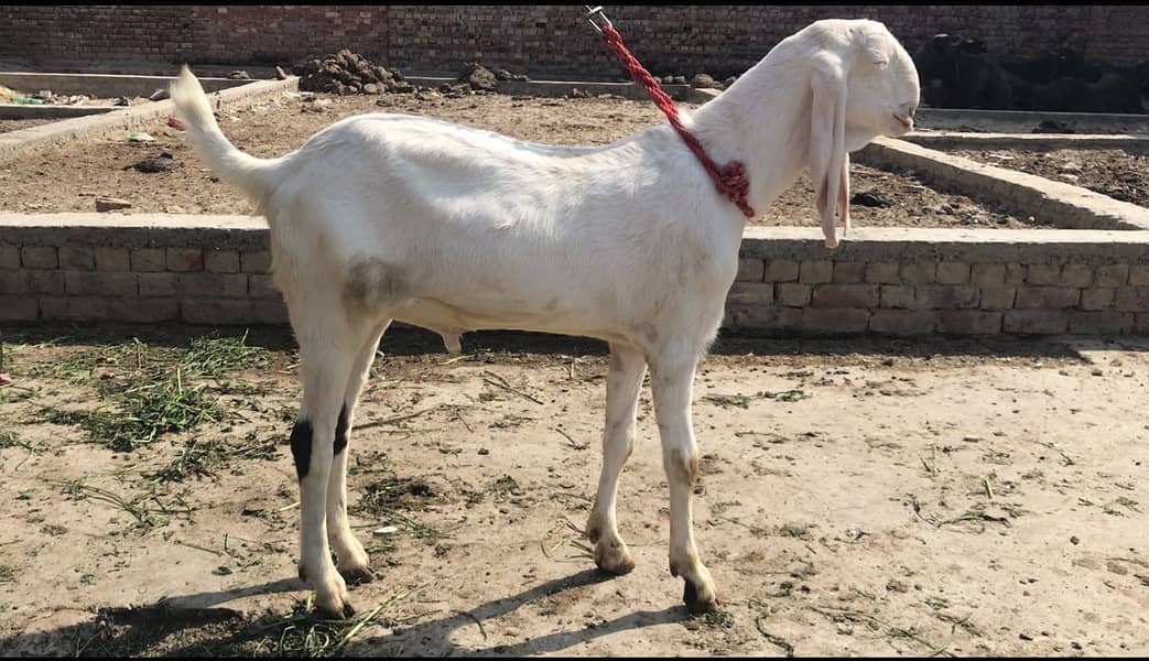 Rajanpuri bakra 1