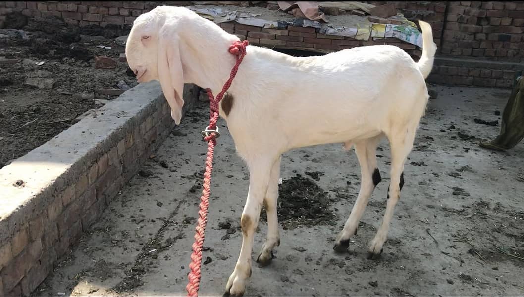 Rajanpuri bakra 2