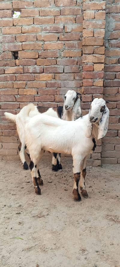 2bkry for sale Best for qurbani