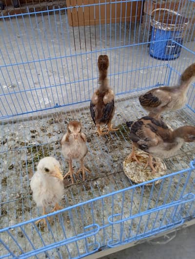 aseel chicks for sale