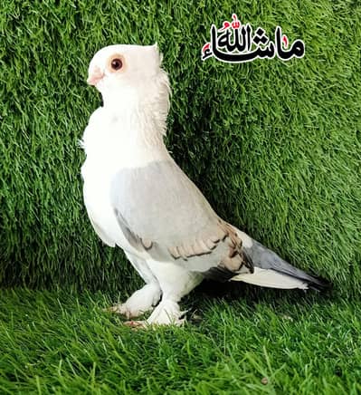 Sentinet Blue Barr  Breder Male Available