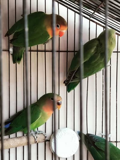 5 love bird baby and one adult for sale