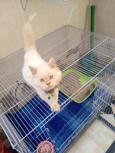 Persian double coat male cat looking for new home