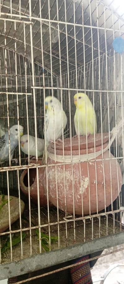 Buggies Parrots for sale