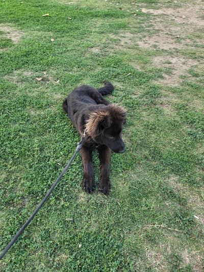 German Shpeherd( Long Coat)