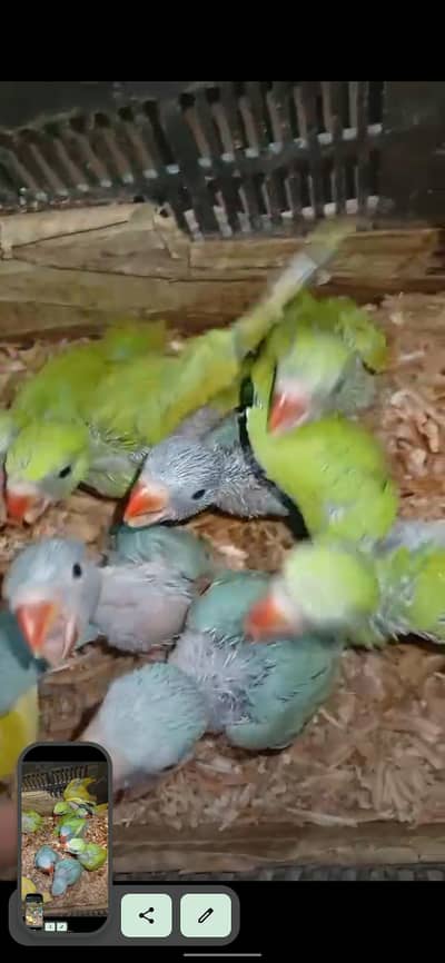 green ringneck 4500, blue rignech 9000, yellow ring 9500