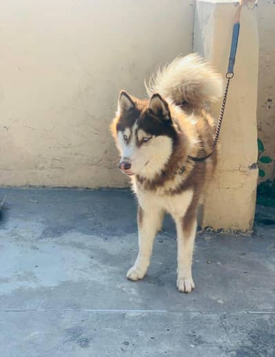Siberian Husky male for sale
