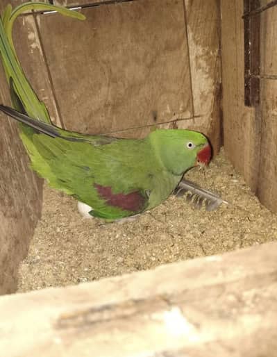 Breeder pair for sale only serious person contact