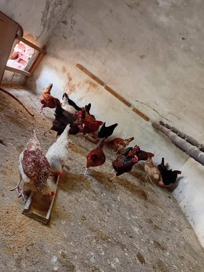 Big hens (murgian) golden misri