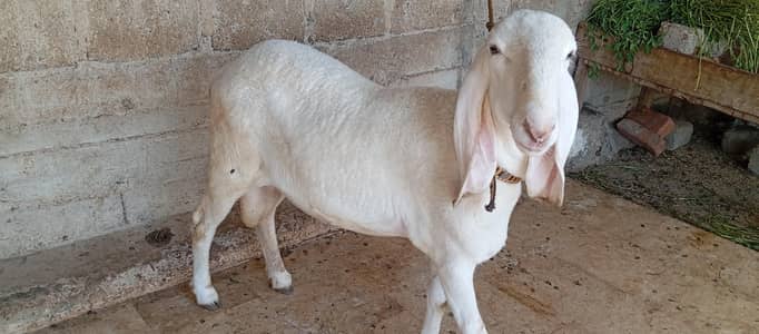 gulabi larkana dumba