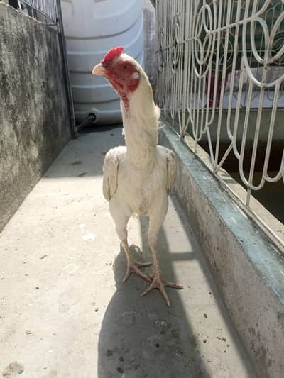 Paper White Aseel Male For Sale. . . What's app:03219874606