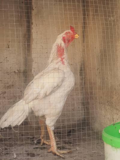 one eye long heighted heera breeder 0313-9874-482