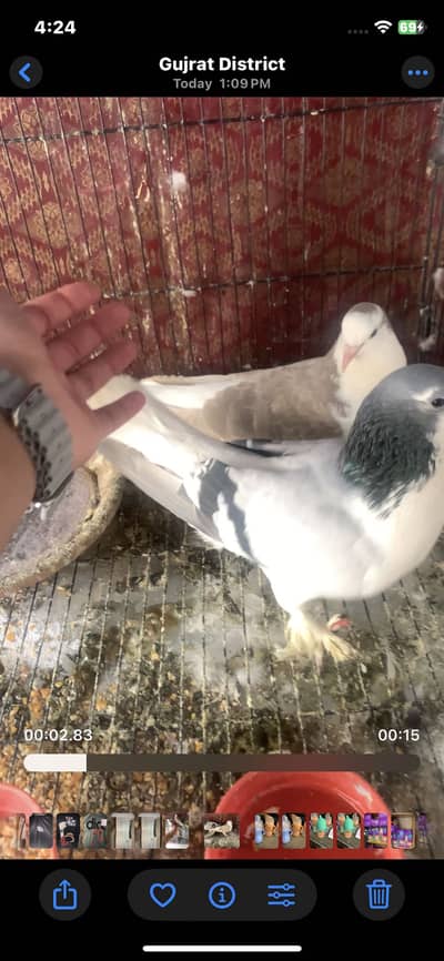 breeder pairs for sale