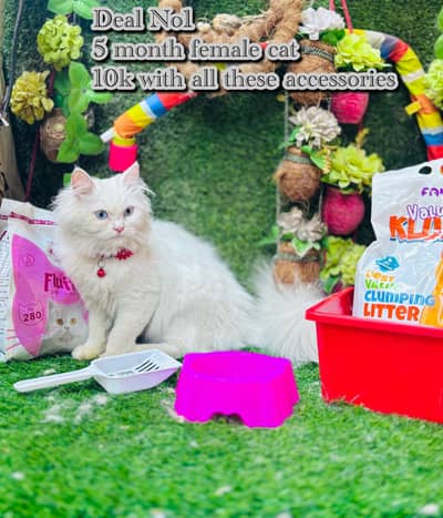 persian cats with accessories on big discounts