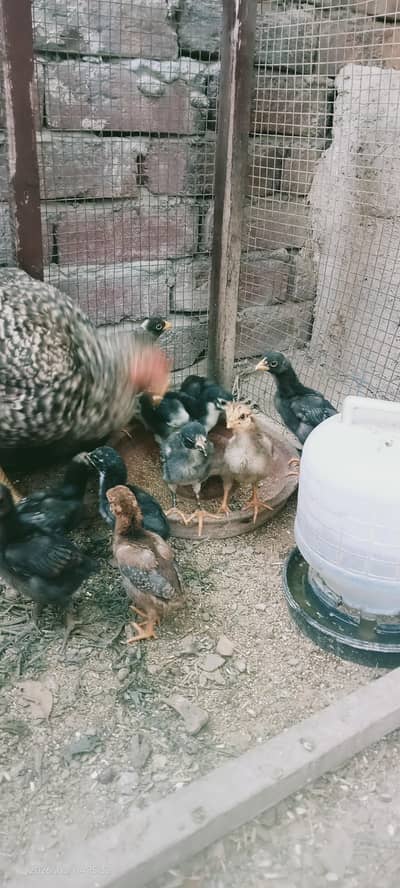 home breed health and Activ mianwali aseel