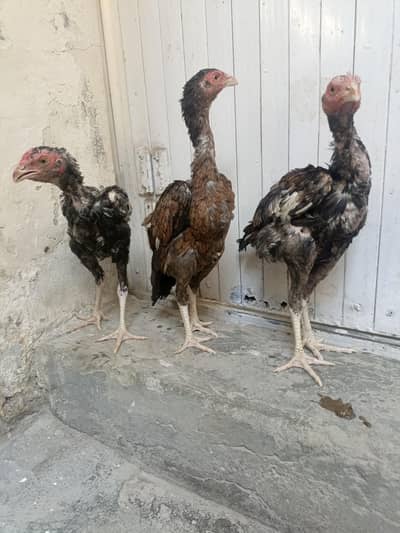 Aseel Sindhi Chicks For Sale. . . what's app: 03219874606