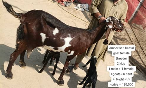Goat | bakri | Amritsari Beetal | Breader | | بکری  | bakri for sale.