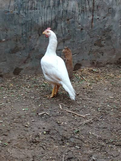 paper white bengum madi