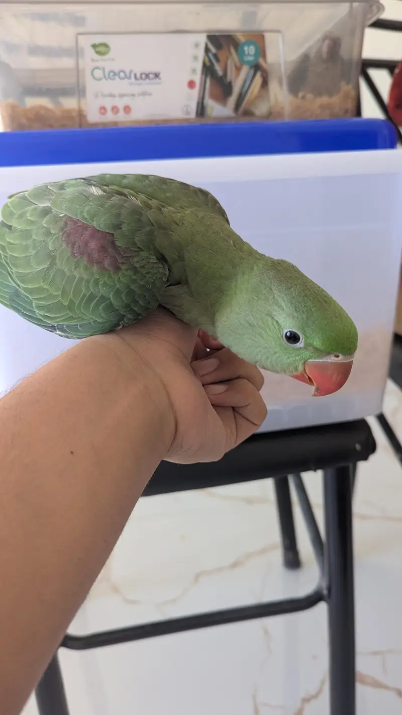Hand Tame & 0% Bite Parrots Available | Monks, Sun Conure etc. — photo 12