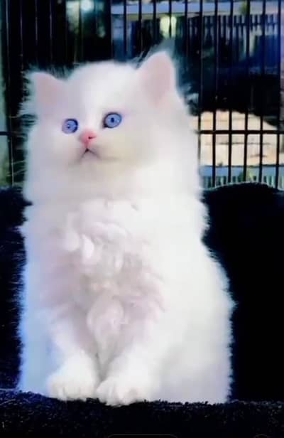 Persian Cats & Kittens for Sale may WhatsApp 03126762031