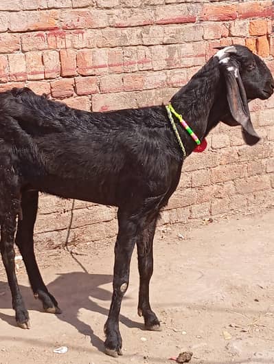 kali bettel path top quality 03141446467