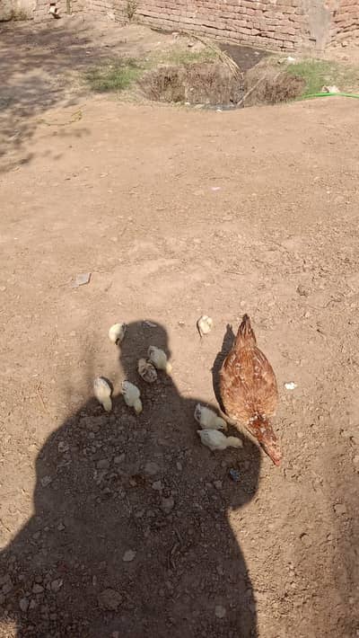 aseeel  raizi murgi with 8 chicks