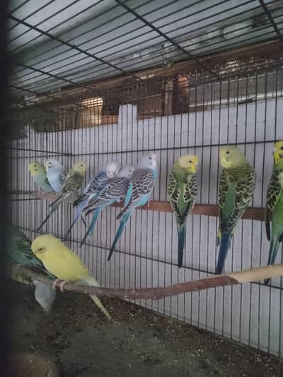 Budgies/ hogoromo